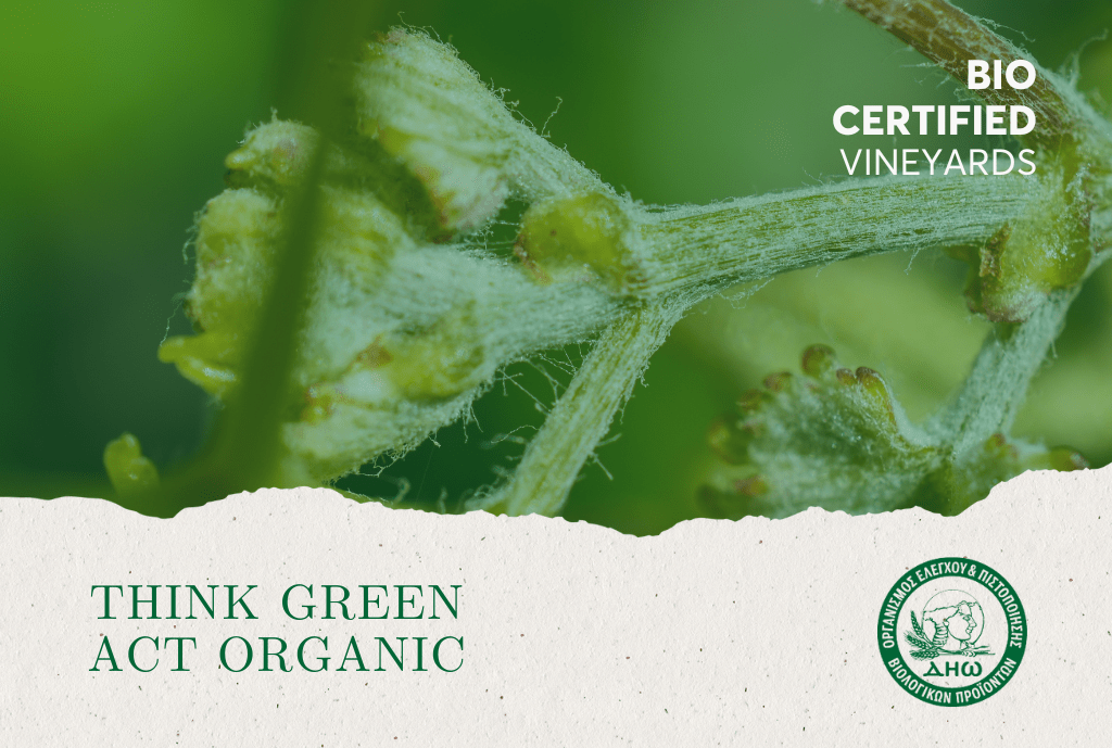 bio certified vineyards